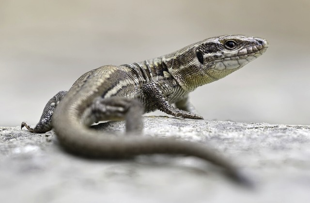 Mauereidechsen gibt es auch im Seepark (Symbolbild).  | Foto: Dirk Vorbusch / stock.adobe.com