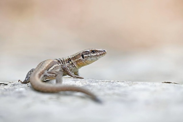 Mauereidechsen gibt es auch im Seepark (Symbolbild).  | Foto: Dirk Vorbusch / stock.adobe.com