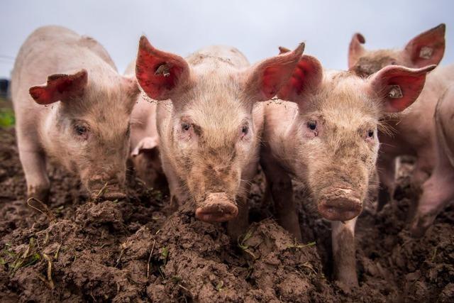 Schweine im Flugzeug