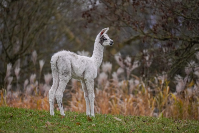 Lamas und Erdmnnchen auf dem Freiburger Mundenhof haben Nachwuchs bekommen