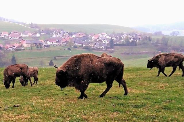 Gerichtsverfahren wegen verwahrloster Wisente in Schopfheim wird eingestellt