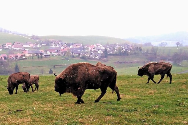 Wisente auf einer Wiese bei Schopfheim-Gersbach  | Foto: Edgar Steinfelder