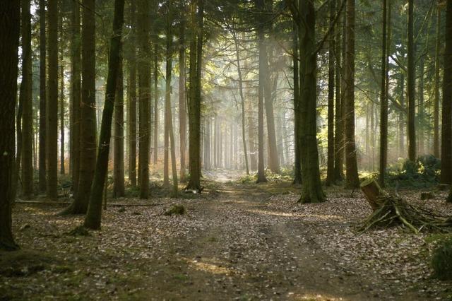 Wald in Seelbach muss sich gegen Klimakrise wappnen