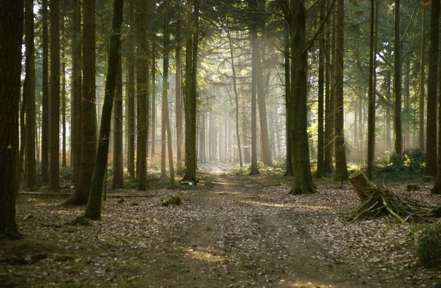 Der Wald ist nicht nur Wirtschaftsraum, sondern auch Natur.  | Foto: Hans Schmidt