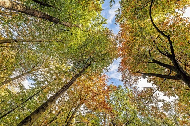 In Rickenbach und Wehr sind bereits Ur...ch Herrischried diese Option anbieten.  | Foto: Dieter Menne (dpa)