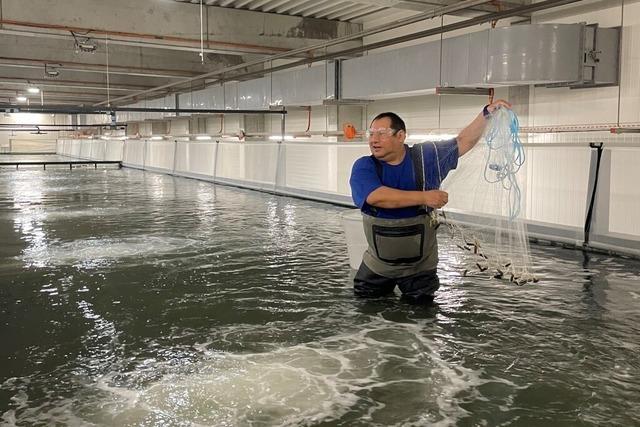 Eine Kapitalerhhung wendet den Konkurs der SwissShrimp AG in Rheinfelden/Schweiz ab