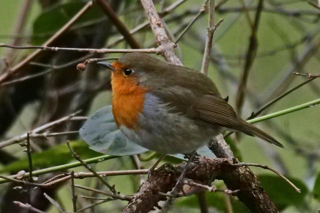 So fttert man Vgel im winterlichen Garten