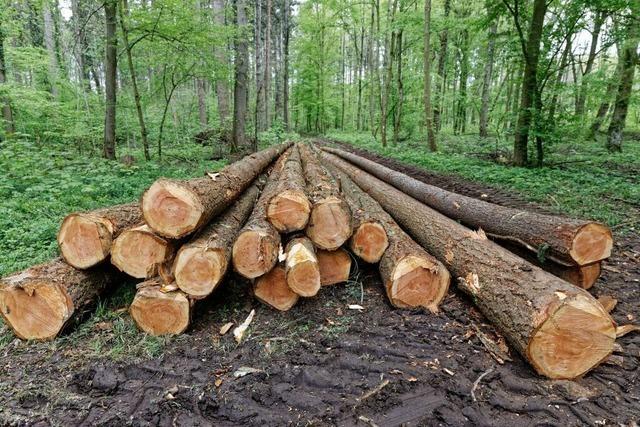 Alte Eichen sterben: Mehr Einschlag, aber knftig weniger Einnahmen im Forchheimer Wald