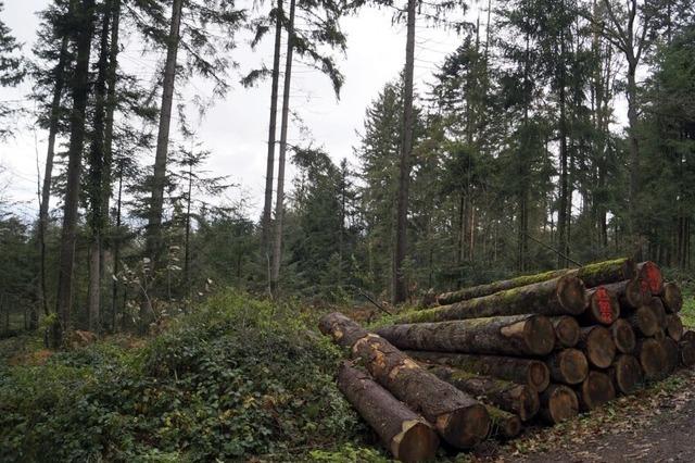 Herausforderungen im Badenweiler Forst