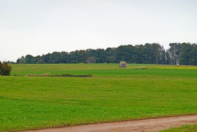 Noch wird nur Mais geerntet. Doch bald...n Oberwihl Windkraftanlagen entstehen.  | Foto: Hans-Jrgen Sackmann