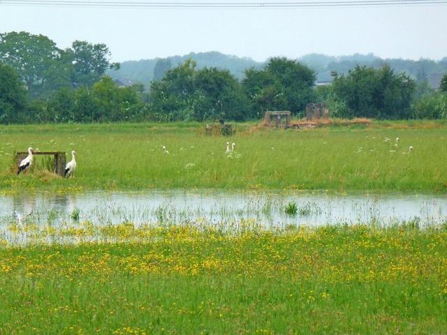 ber die Elzwiesen sollen die Besucher  auf dem Wasserpfad viel lernen.  | Foto: Gemeinde 