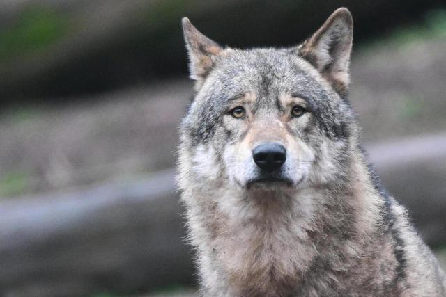 Der Wolf bleibt 2024 in Baden-Wrttemberg ein seltener Stammgast