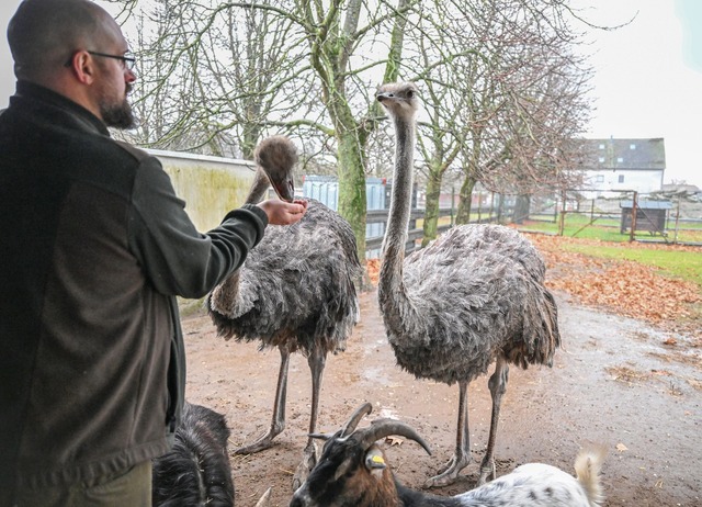 Auch die Strau&szlig;e m&uuml;ssen wegen der Vogelgrippe get&ouml;tet werden.  | Foto: Bernd Wei&szlig;brod/dpa