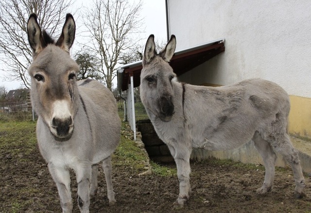 Die zwei Esel Ronja (links) und Tanja   | Foto: Christa Maier