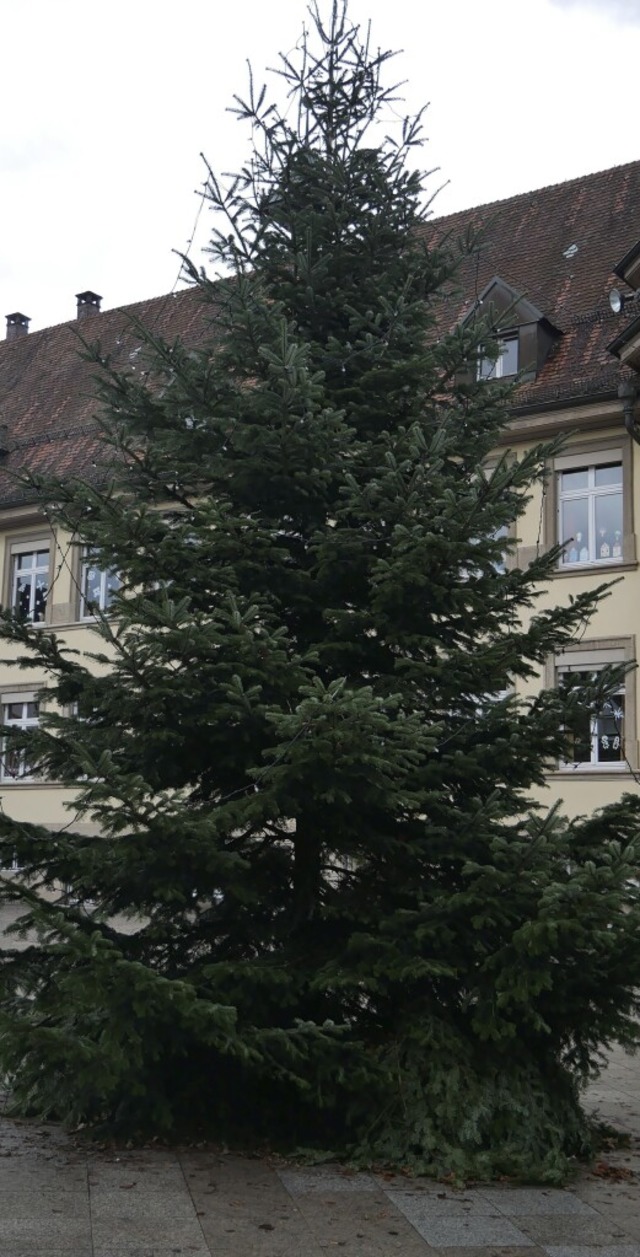 Eine Nordmann-Tanne schmckt den Wehrer Schulplatz.  | Foto: Michael Gottstein