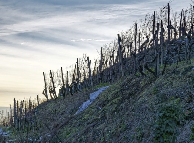 Alte Reben auf den kleinteiligen Parzellen am Scheibenbuck in Sasbach   | Foto: Martin Wendel