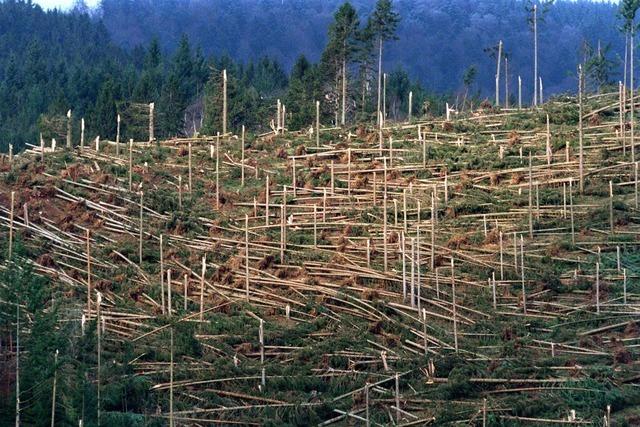 Auch nach 25 Jahren sind die Spuren des Orkans Lothar im Hochschwarzwald sichtbar