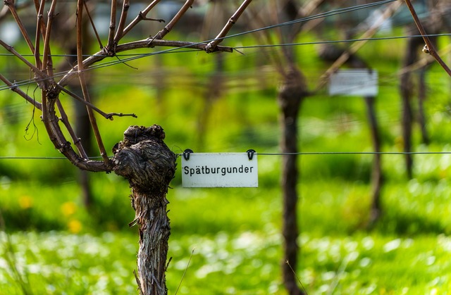 Sp&auml;tburgunder ist nach Riesling d...teste deutsche Weinsorte. (Archivbild)  | Foto: Andreas Arnold/dpa