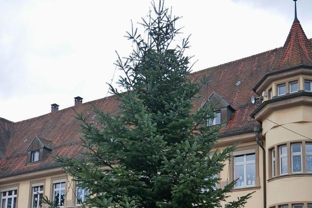 Wie eine georgische Tanne ihren Weg nach Wehr fand