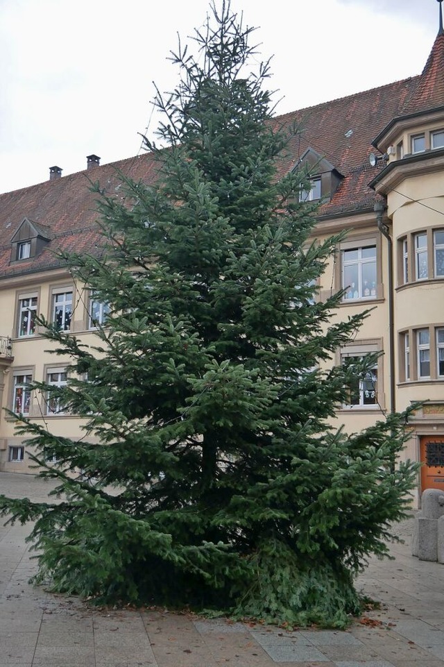 Eine Nordmann-Tanne schmckt den Wehrer Schulplatz.  | Foto: Michael Gottstein