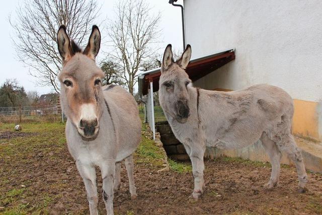 Ochs und Esel: Ihre Bedeutung und Leben abseits der Krippe