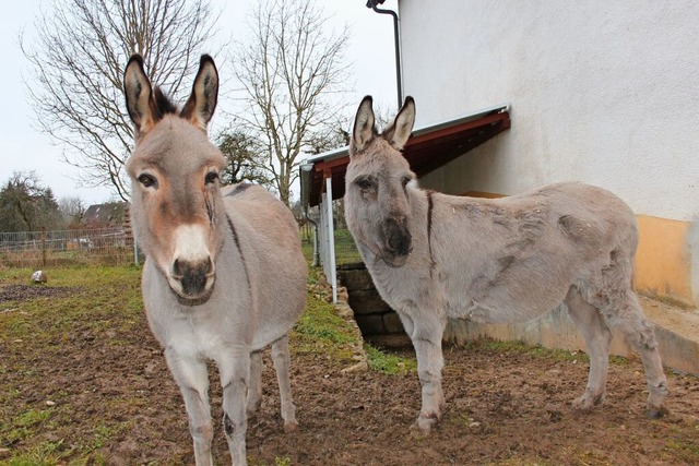 Die zwei Esel Ronja (links) und Tanja  | Foto: Christa Maier