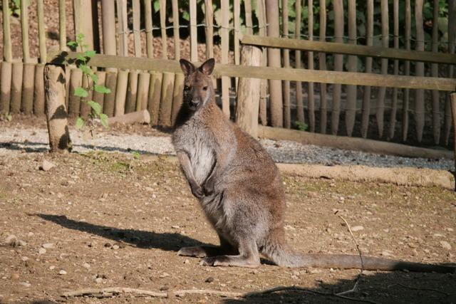 Hund soll Knguru Skippy in Waldkirch totgebissen haben – doch es fand sich auch Fuchs-DNA