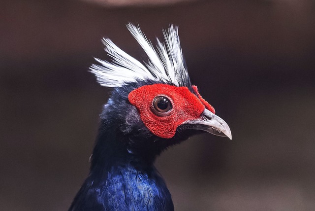 Der Vietnamfasan gilt in seiner Heimat...m Karlsruher Zoo leben noch Exemplare.  | Foto: Uli Deck/dpa