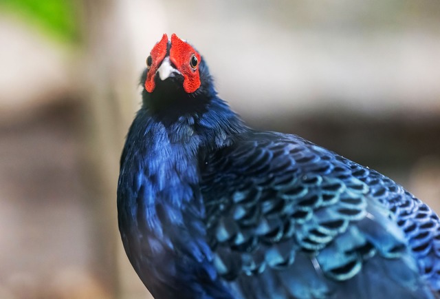 Aus Sicht des Zoos ist es wichtig, nic...tnern vor Ort auch um exotische Tiere.  | Foto: Uli Deck/dpa