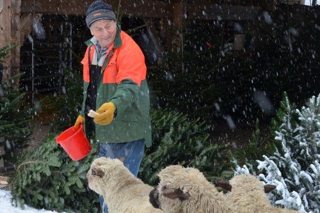 Die Schulers aus Stegen-Eschbach bauen Christbume an – das ist harte Arbeit