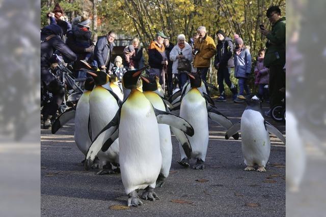 Der Basler Zoo bekommt mehr Geld vom Kanton