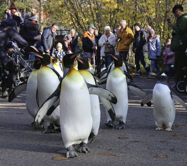 Nicht nur, wenn die Pinguine spazieren... Nun bekommt er mehr Geld vom Kanton.   | Foto: Katharina Kubon