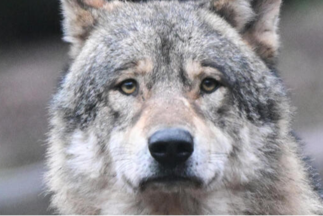 Der Wolf bleibt 2024 in Baden-Wrttemberg ein seltener Stammgast