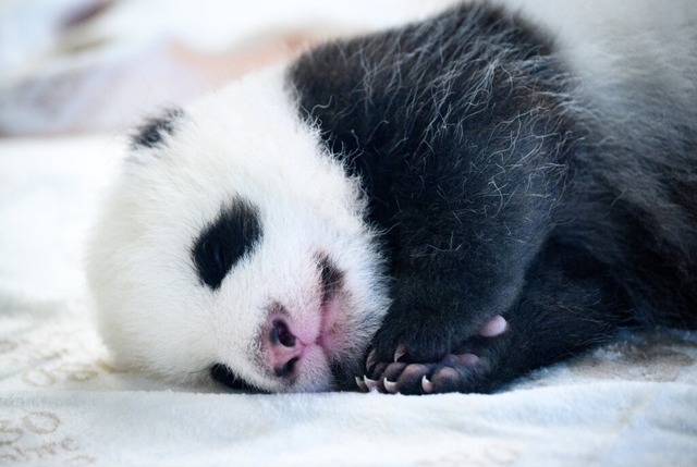 Einer der zwei neugeborenen Panda-Bre...-Gehege im Zoologischen Garten Berlin.  | Foto: Bernd von Jutrczenka (dpa)