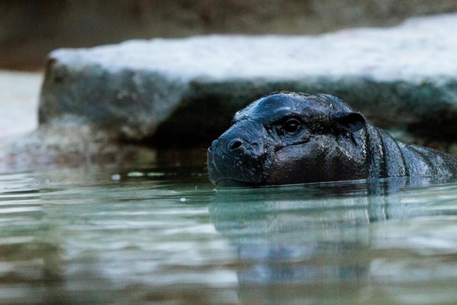 Das Zwergflusspferd Toni schwimmt im W...am 3. Juli 2024 im Zoo Berlin geboren.  | Foto: Carsten Koall (dpa)