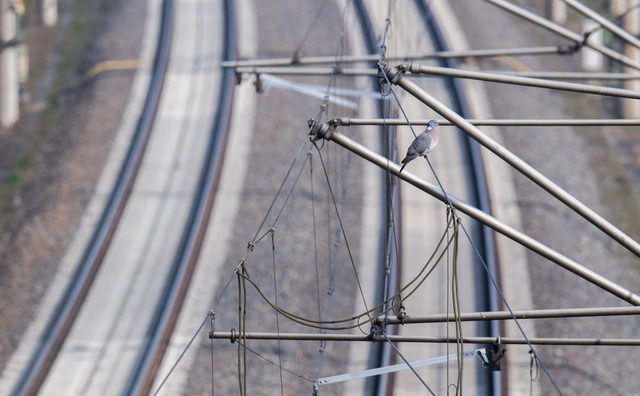 Wegen eines Oberleitungsschadens kann ... nicht mehr weiterfahren. (Symbolbild)  | Foto: Julian Stratenschulte/dpa