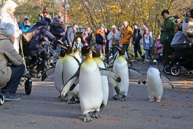 Der Basler Zoo bekommt mehr Geld vom Kanton