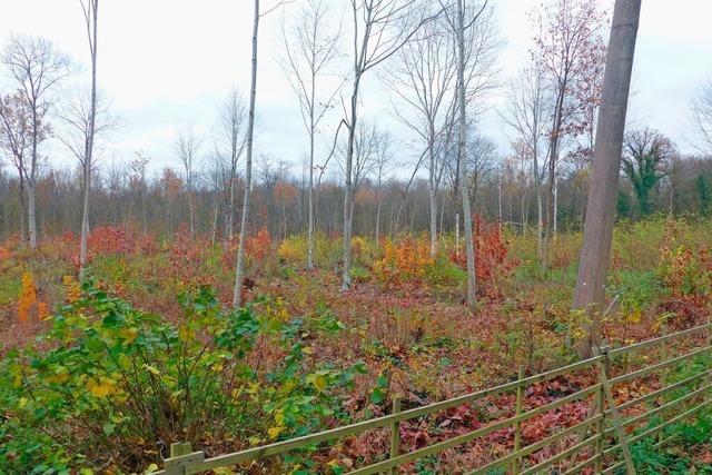 Multikulti statt Monokultur im Jrgenwald in Neuried-Ichenheim