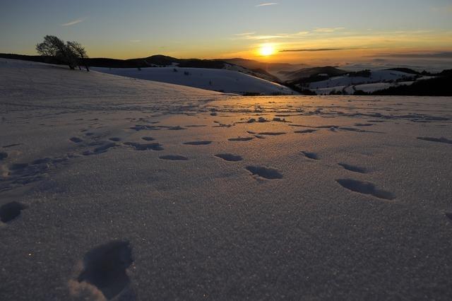 Lesereihen im Winter in Hinterzarten und Riehen: "Wohnen muss nicht Wurzelnschlagen heien"