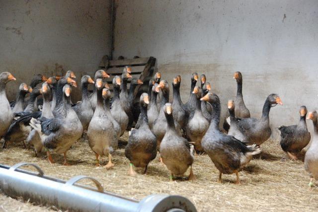 Im Elsass gibt es Foie Gras ohne Zwangsftterung mit dem Stopfrohr