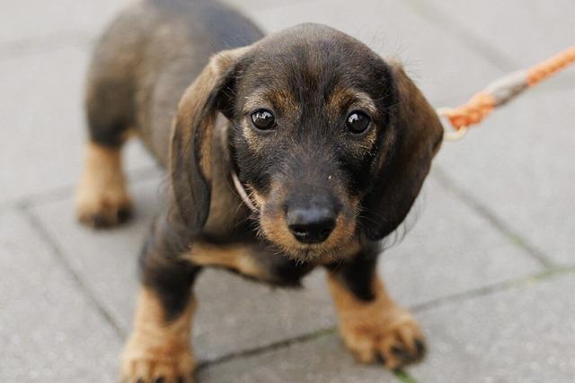 Nicht bezahlte Hundesteuer bringt einen Aargauer fast ins Gefngnis