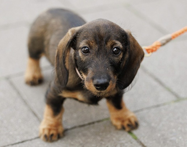 Wegen nicht bezahlter Hundesteuer wre...dem Aargau fast im Gefngnis gelandet.  | Foto: Friso Gentsch (dpa)