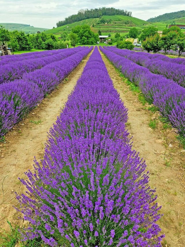 Lavendelfarm: Ein Hauch von Provence: ...nem Wohlgeruch zahlreiche Besucher an.  | Foto: Christiane Duensing