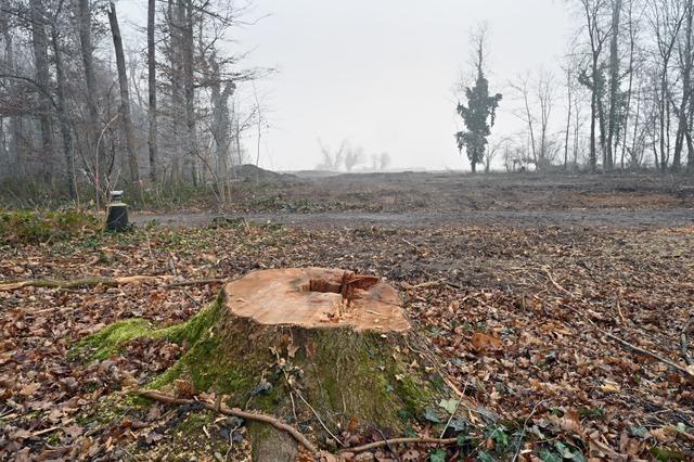 Was passiert nun dort, wo die Bume fr den Freiburger Stadtteil Dietenbach gerodet wurden?