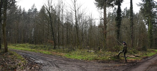 Silvan Meyer vor einer einstigen Lothar-Flche im Forchheimer Wald   | Foto: Roland Vitt