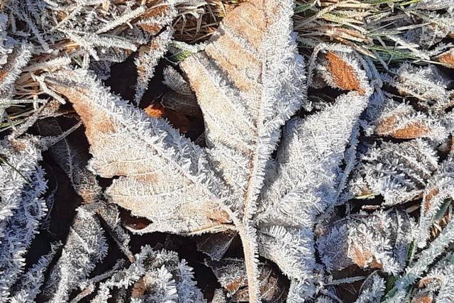 Filigraner Frost in Buchenbach