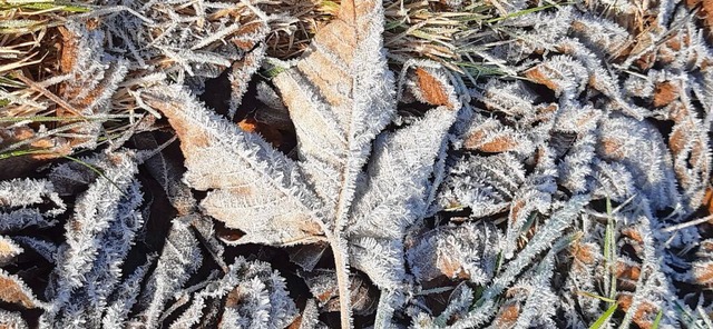 Frost in Buchenbach.  | Foto: Christiane Morgen