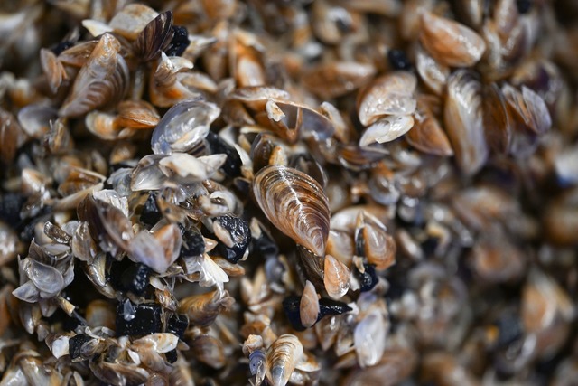 Die Muscheln richten einer Studie nach einen Millionenschaden an. (Archivbild)  | Foto: Felix K&auml;stle/dpa