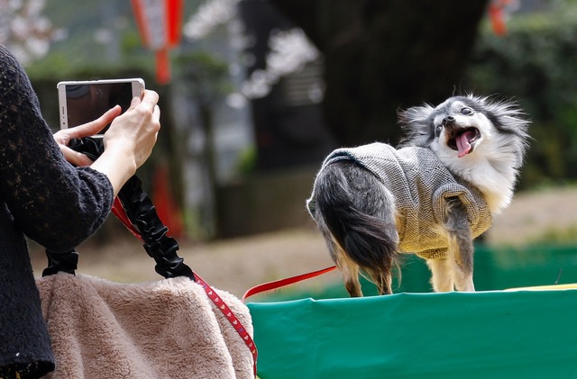 Tiervideos ber&uuml;hren das Herz - das kann missbraucht werden. (Symbolbild)  | Foto: Rodrigo Reyes Marin/ZUMA Wire/dpa