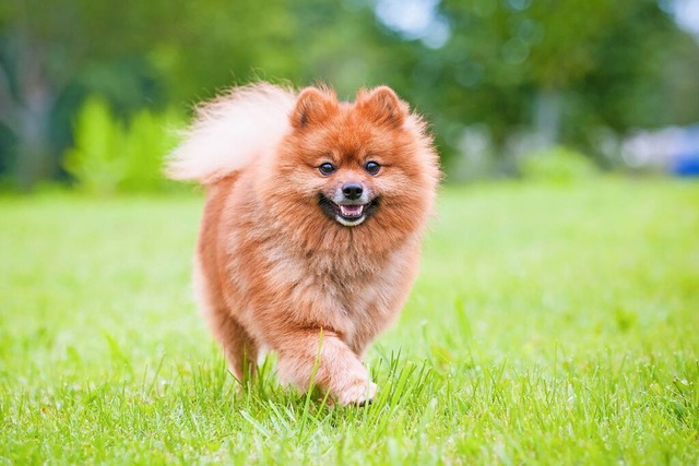 Ein Zwergspitz &#8211; von dieser Hund... von ihnen geqult haben. (Symbolfoto)  | Foto: Rita Kochmarjova